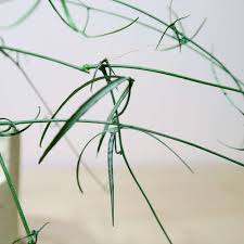 Image result for Adenia kirkii