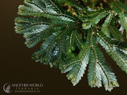 Image result for Selaginella versicolor