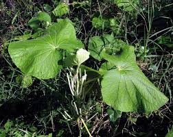 Image result for Piper umbellatum