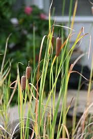 Image result for Typhaceae