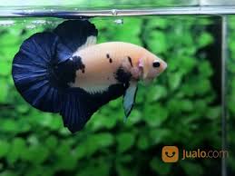 Adu ikan cupang dragon vs plakat. Ikan Cupang Hias Berkualitas Plakat Blue Rim Medan Jualo