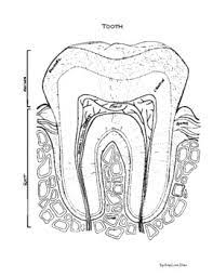Check spelling or type a new query. Tooth Anatomy Coloring Page By Amy Grace Sloan Tpt