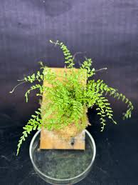 Image result for Asplenium rutifolium