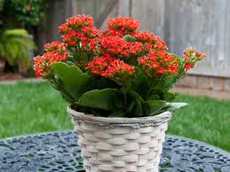 Pin On Kalanchoe