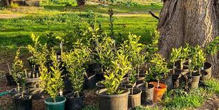 Raintree nursery offers quality nursery products. Carr S Organic Fruit Tree Nursery Grow Great Fruit