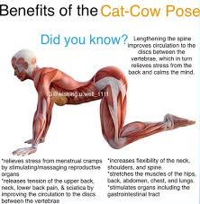 Slowly relax and yield to the effects of gravity. Motivation Inspiration Wisdom On Twitter Healthy Benefits Of Cat Cow Pose Healing Yogaforbackpain Stress