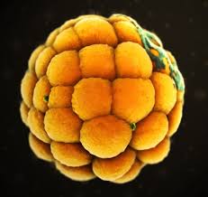 Perkembangan embrio ayam praktikum i a. Pertumbuhan Dan Perkembangan 2 Pertumbuhan Dan Perkembangan Pada Manusia Dan Hewan