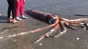 Humboldt squid reproduce via internal fertilization and lay large egg masses of at least one million eggs. Giant Squid Washes Ashore On Britannia Bay Beach In South Africa Abc13 Houston