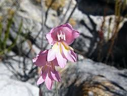 Image result for Gladiolus microspicatus