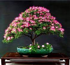 Bonsai Uma Beleza Natural Autor Da Foto E Da Planta Desconhecido Quem Souber Nos Ajude A Dar Os Devidos Creditos Co Bonsai Flower Bonsai Seeds Flower Seeds