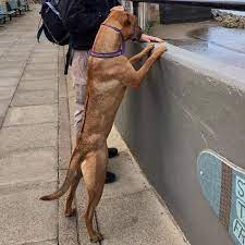The best choice for training a rhodesian ridgeback? Rhodesian Ridgeback Borrowmydoggy Leaving Pawprints Of Happiness