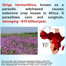 Image result for Striga hermonthica