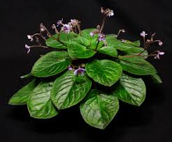 Image result for Saintpauliopsis