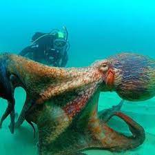 The Giant Pacific Octopus Is Considered The Largest Octopus Species In The World And Inhabits The Northern P Water Animals Giant Pacific Octopus Octopus