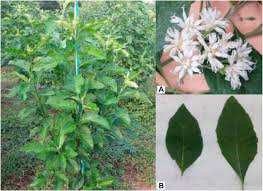Image result for Vernonia adoensis