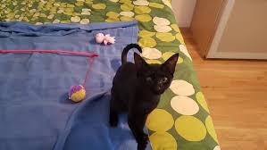 Chaton Femelle En Adoption Adorable Chaton Femelle De 5 Mois Et Demi A Adopter Elle Est Tres Caline Et Joueuse Elle Chaton Animaux Et Adoption
