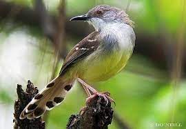 Download Mp3 Suara Burung Ciblek Gacor Ngebren Situsburung Com Aves Animales