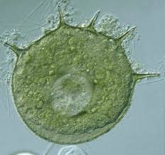 Image result for Centropodia