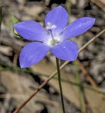 Image result for Wahlenbergia pulchella