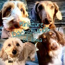 Akc corgi puppies ( ). Miniature Dachshunds Of Iowa Home Facebook