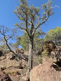 Image result for Brachylaena huillensis