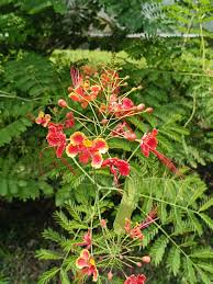 Image result for Caesalpinia rostrata