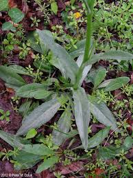 Image result for Senecio purpureus