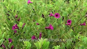 Image result for Argyreia