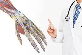 Image result for Normal Anatomic Position of the Hand and Wrist