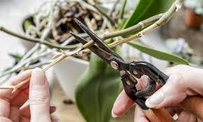 Image result for orchid cuttings