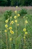 Silphium laciniatum - Wikipedia