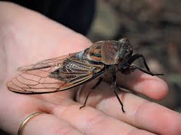 It's named after cicada because people are aware of cicada's existence by their sound instead of forms. 17 Year Cicadas And Tree Damage Expert On What To Expect From Brood X Bugs