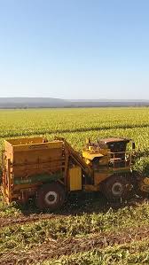 Image result for Agricultural Yellow 2000 Fleet