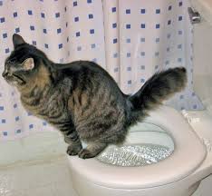 Teaching Your Cat To Use The Toilet Is A Bad Idea For So Many Reasons Ender The Cat Demonstrates One Or All Of Cat Toilet Training Cat Training Cat Toilet