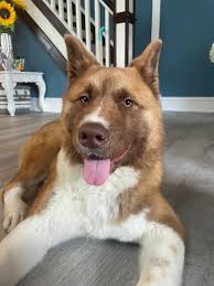 Lost dog in Philadelphia area