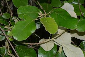 Image result for Lannea antiscorbutica