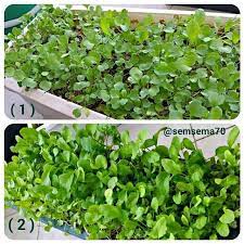 الصورة هذه توضح مراحل نمو الجرجير الصورة رقم 1 زراعة الجرجير من قبل 10 أيام الصورة 2 منظر الجرجير حاليا بعد ما صار جاهز plants herbs vegetables