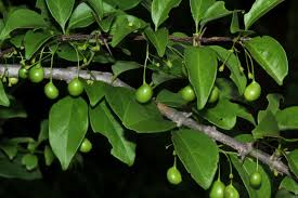 Image result for Canthium