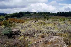 Image result for Helichrysum africanum