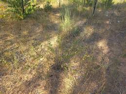 Image result for Coleus gracilipedicellatum