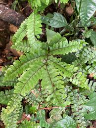 Image result for Adiantum vogelii