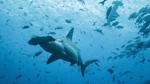  text :don't be alarmed. Por Primera Vez Se Registra La Migracion De Un De Tiburon Martillo Desde Las Islas Galapagos Hasta La Isla Cocos En Costa Rica Ministerio Del Ambiente Agua Y Transicion Ecologica
