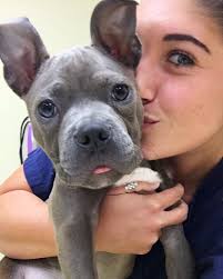 Meet Brad Pitt with Minnesota Pit Bull Rescue. He came to us with Demodex  mange and his front leg set to an odd angle. We treated the mange, and  after doing a