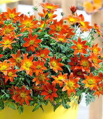 Bidens je v posledních letech velmi oblíbená letnička do truhlíků a závěsných nádob. Bidens Beedance Painted Red 1a Qualitat Baldur Garten