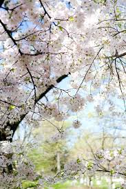 Where to see cherry blossoms, magnolias, & other spring flowers in bloom in boston, massachusetts. Cherry Blossoms Spring In Boston Spring Landscape Nature Pictures Cherry Blossom