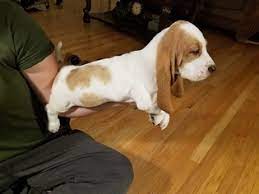 Vaccinations upto date as well as dewormed on schedule. View Ad Basset Hound Litter Of Puppies For Sale Near Missouri West Plains Usa Adn 91357