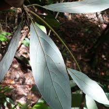 Image result for Actinodaphne