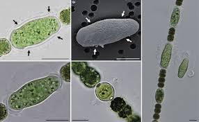 Image result for Dolichopentas