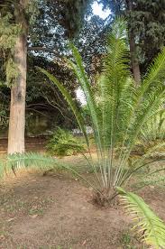 Image result for Encephalartos villosus