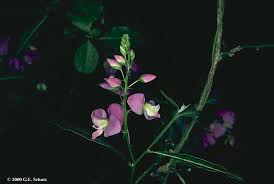 Image result for Carpolobia goetzei